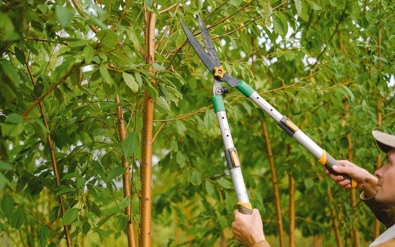 Tree trimming in Clay City, IN